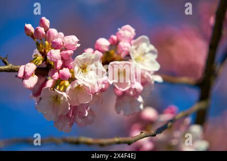 Pink Cherry Blossoms and Buds. Pink Cherry blossoms with a blue sky and soft background. Stock Photo