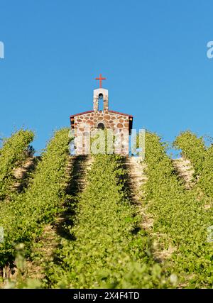 Red Willow Vineyards with stone chapel. (PR) Stock Photo