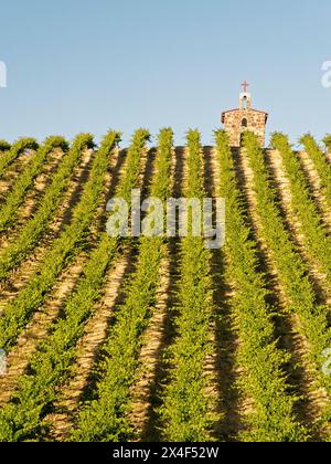 Red Willow Vineyards with stone chapel. (PR) Stock Photo