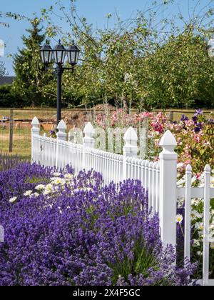 White picket fence with lavender and flowers at a farm near Sequim, Washington State. Stock Photo