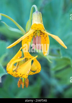 Orange Columbia lilies (tiger lilies) in Olympic Peninsula National Park. Stock Photo