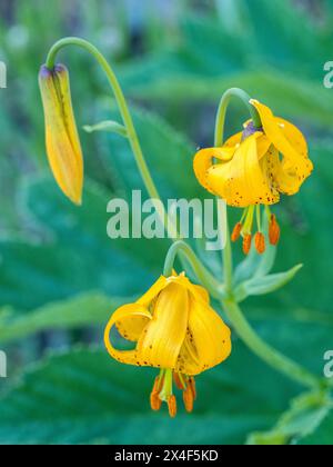 Orange Columbia lilies (tiger lilies) in Olympic Peninsula National Park. Stock Photo