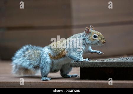 Issaquah, Washington State, USA. Western Grey Squirrel climbing onto a feeding platform of peanuts and birdseed Stock Photo