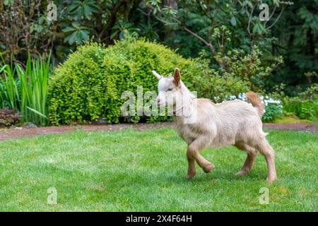 Issaquah, Washington State, USA. Three week old male golden guernsey kid walking in a grassy yard. (PR) Stock Photo