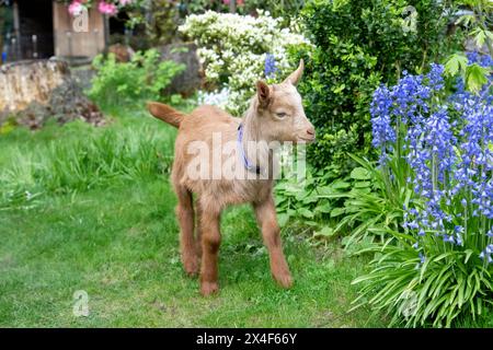 Issaquah, Washington State, USA. Three week old male golden guernsey kid standing in a yard next to pretty spring flowers. (PR) Stock Photo