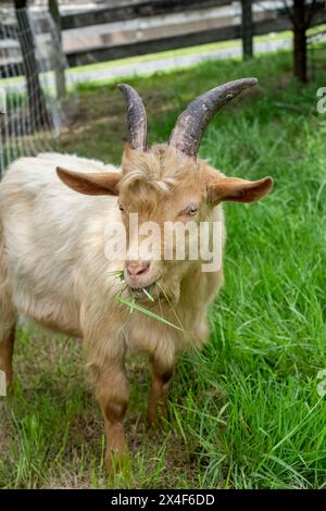 Issaquah, Washington State, USA. A rare heritage breed, golden guernsey billy goat, with a mouthful of grass. (PR) Stock Photo