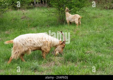 Issaquah, Washington State, USA. A rare heritage breed, golden guernsey billy goat, grazing on grass. (PR) Stock Photo