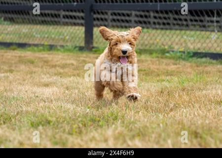 Issaquah, Washington State, USA. 3-month old Aussiedoodle puppy running in the field. (PR) Stock Photo