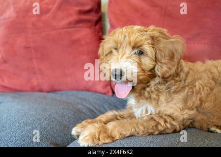 Issaquah, Washington State, USA. 3-month old Aussiedoodle puppy reclining on a sofa. (PR) Stock Photo