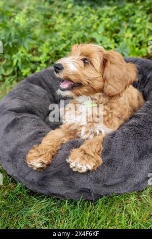 Issaquah, Washington State, USA. 3-month old Aussiedoodle puppy resting outside on her bed. (PR) Stock Photo