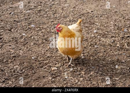 Port Townsend, Washington State, USA. Free-ranging Buff Orpington hen walking Stock Photo