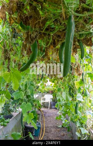 Port Townsend, Washington State, USA. English cucumbers growing in a commercial greenhouse. Stock Photo