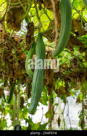 Port Townsend, Washington State, USA. English cucumbers growing in a commercial greenhouse. Stock Photo