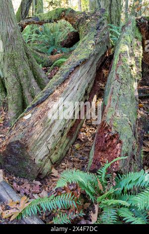 May Valley County Park, Issaquah, Washington State, USA. Split fallen moss-covered tree and western swordfern on forest floor. Stock Photo