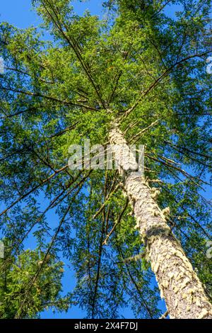 May Valley County Park, Issaquah, Washington State, USA. Looking up at Douglas fir trees. Stock Photo