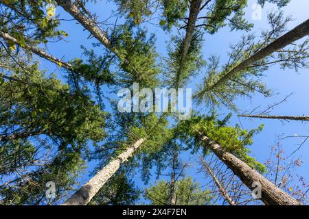 May Valley County Park, Issaquah, Washington State, USA. Looking up at Douglas fir trees. Stock Photo