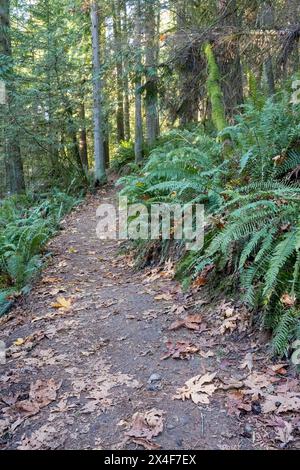 May Valley County Park, Issaquah, Washington State, USA. Western swordfern by park path. Stock Photo