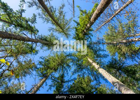 May Valley County Park, Issaquah, Washington State, USA. Looking up at Douglas fir trees. Stock Photo