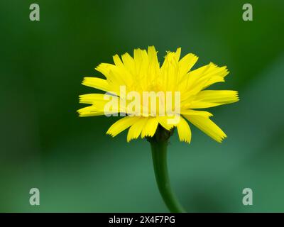 USA, Washington State. Cat's-ear flower Stock Photo