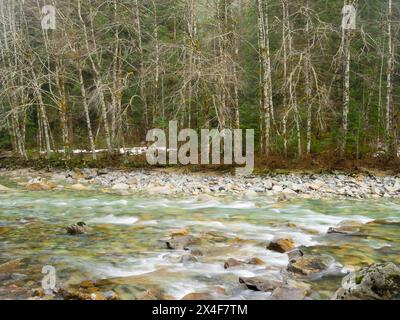 USA, Washington State. Central Cascades, Middle Fork Snoqualmie River with background alder trees Stock Photo