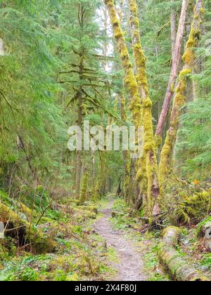 USA, Washington State. Central Cascades, Trail through moss and lichen covered alder and fir trees Stock Photo