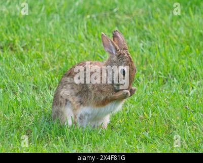 USA, Washington State. Eastern Cottontail Rabbit rubbing nose Stock Photo