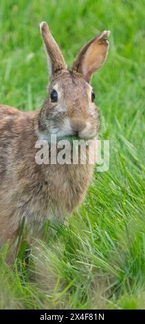 USA, Washington State. Eastern Cottontail Rabbit eating grass, close-up Stock Photo