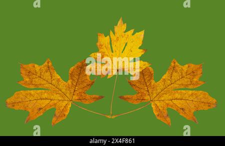 USA, Washington State. Three Maple leaf still-life on green background Stock Photo