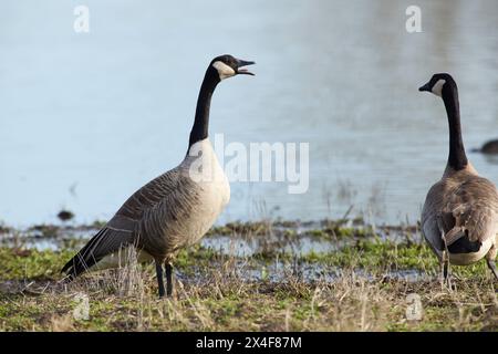 Canada goose honking before taking flight. Stock Photo