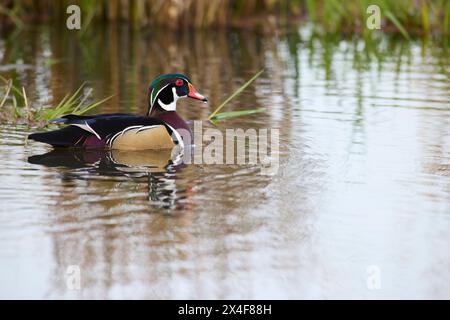 Wood duck drake. Stock Photo