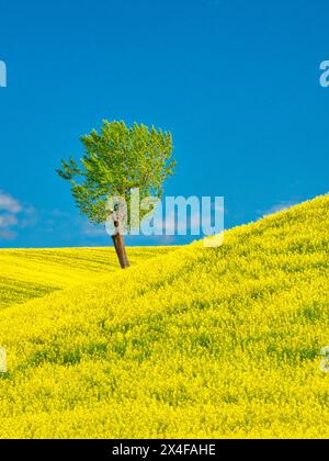 USA, Washington State, Palouse Region. Lone tree in canola crop Stock Photo