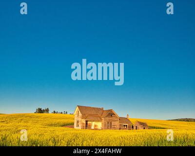 USA, Washington State, Palouse Region. Old homestead in Spring canola field Stock Photo