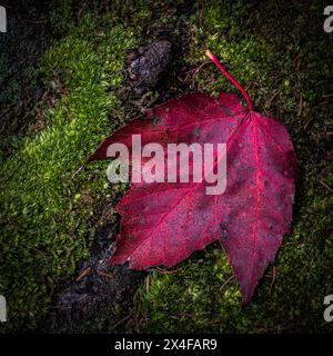 USA, West Virginia, Blackwater Falls State Park. Close-up of red maple leaf. Stock Photo