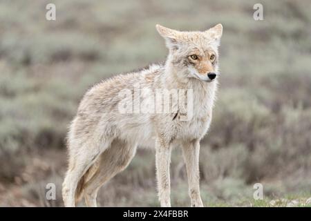 usa-wyoming-grand-teton-