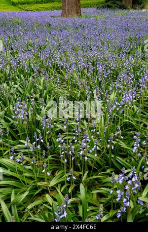 bluebells flowering in Spring, Brooklyn botanical gardens, Prospect Park, New York City, USA Stock Photo