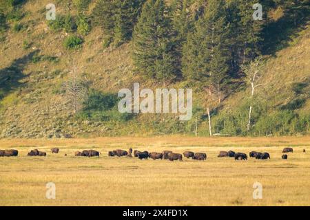 Grand Teton National Park, Wyoming, USA. Bison herd grazing near Mormon Road. Stock Photo