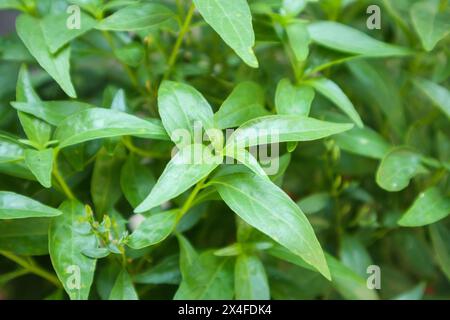 close up Andrographis paniculata plant leaves Ayurveda herbal medicine Stock Photo