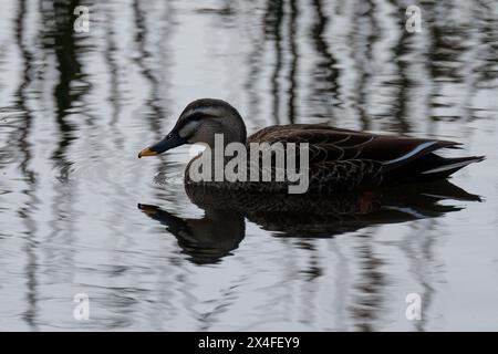 An eastern or Chinese spot-billed duck in water. Kanagawa, Japan. Stock Photo