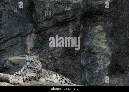 A rare snow leopard (Panthera uncia) in its enclosure at Tama Zoo, Hino, Tokyo, Japan Stock Photo