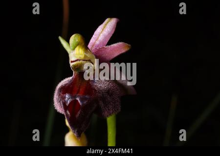 Elegant orchid (Ophrys elegans) in flower, a terrestrial orchid on Cyprus Stock Photo