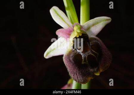 Flower of a hybrid bee orchid (Ophrys levantina x elegans), Cyprus Stock Photo