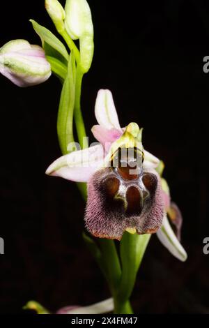 Hybrid bee orchid (Ophrys levantina x elegans) in flower, Cyprus Stock Photo