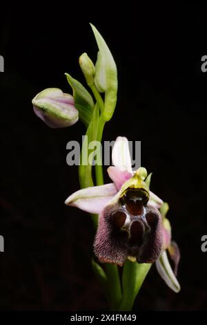 Flower of an ophrys hybrid (Ophrys levantina x elegans), Cyprus Stock Photo