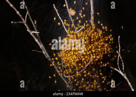 Spiderlings of the cross orb weaver spider (Araneus diadematus), Cyprus Stock Photo
