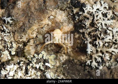 Spider on the rock with moss. Macro Stock Photo