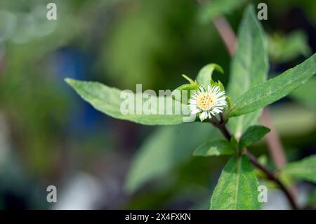 False daisy. Eclipta alba. Karisalankanni. yerba de tago. Eclipta prostrata. Bhringraj plant. White flower of Medicinal plant on Natural background. k Stock Photo