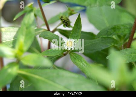 False daisy. Eclipta alba. Karisalankanni. yerba de tago. Eclipta prostrata. Bhringraj plant. White flower of Medicinal plant on Natural background. k Stock Photo