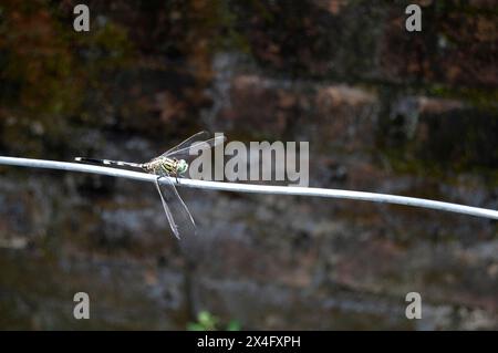 A beautiful Norfolk Hawker Dragonfly (Anaciaeschna isoceles) perching on a cable. Stock Photo