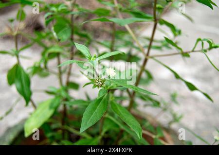 False daisy. Eclipta alba. Karisalankanni. yerba de tago. Eclipta prostrata. Bhringraj plant. White flower of Medicinal plant on Natural background. k Stock Photo