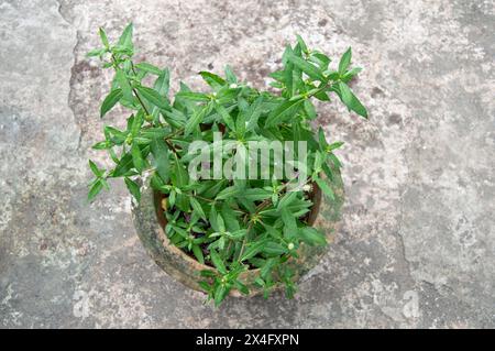 False daisy. Eclipta alba. Karisalankanni. yerba de tago. Eclipta prostrata. Bhringraj plant. White flower of Medicinal plant on Natural background. k Stock Photo